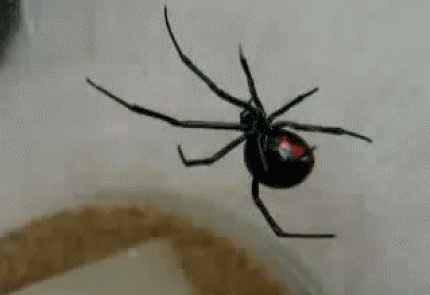 Black Widow Spider