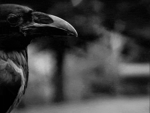 Raven in Graveyard