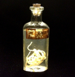 Victorian Era Human Tapeworm