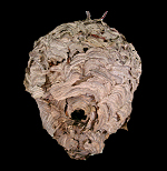 Large Bald Face Hornets Nest