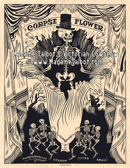 Corpse Flower Amorphophallus Titanum Poster