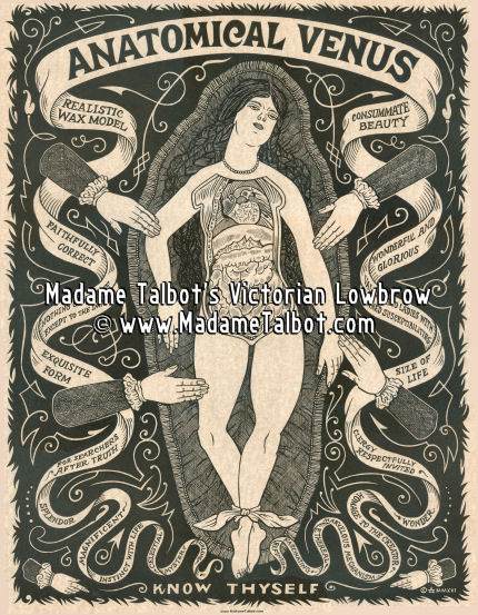 Anatomical Venus Poster