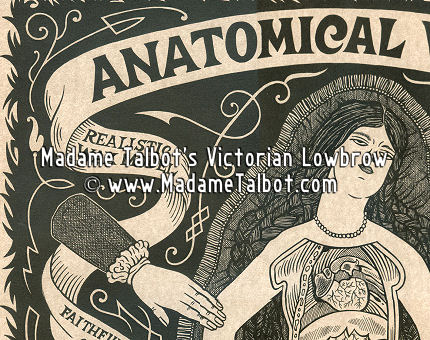 Anatomical Venus Poster